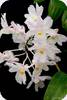 Dendrobium mutabile